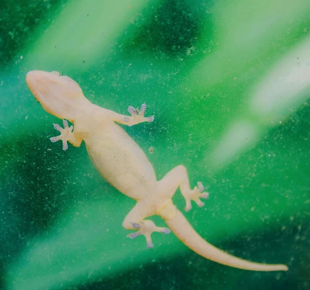 A close-up image of a small gecko on a vibrant green glass surface.