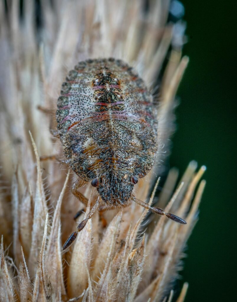 Close-up macro shot of a common bed bug perched on plant material, showcasing the intricate details of its exoskeleton.